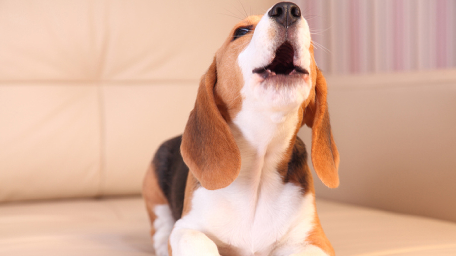 Optimized workflows with a DAM made for banks